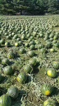 郯城水边吃瓜事件,一场引发热议的民间纠纷