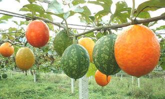 吊瓜直接削皮吃,直接削皮食鲜体验