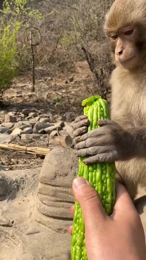 吃瓜像猴子视频,揭秘网络视频中的趣味瞬间