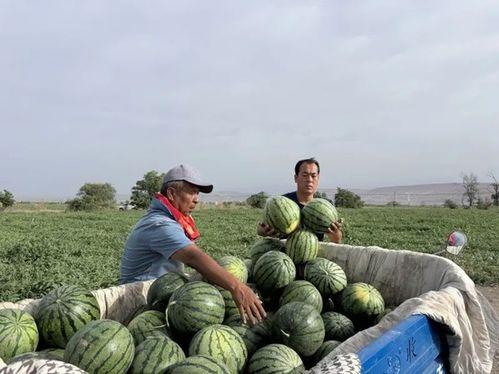 带你吃瓜山东菏泽曹县,带你领略独特的“吃瓜”文化