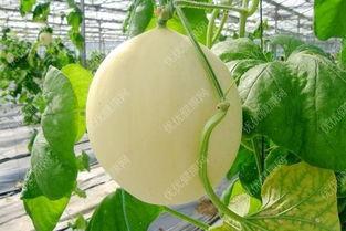 绞瓜苦可以吃么,揭秘其食用之谜