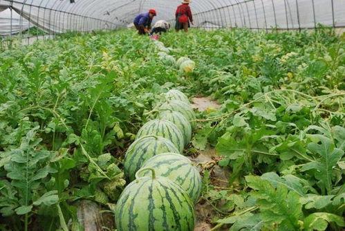 夸张吃瓜人图片