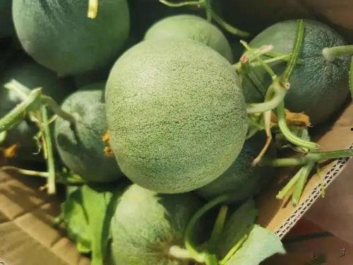 南极师妹在线吃瓜,揭秘冰原上的趣味生活