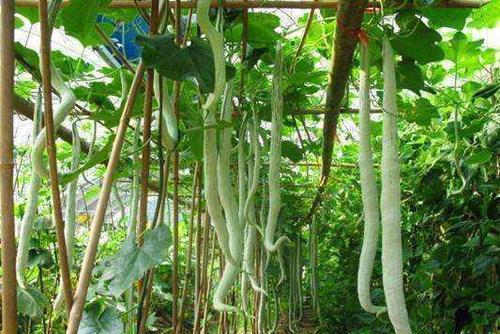 念么吃蛇瓜,念么吃蛇瓜的独特风味之旅