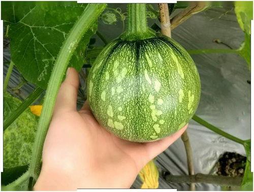 小麻村吃瓜,揭秘乡村生活趣味瞬间