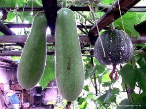 在楼顶吃瓜,一场别开生面的夏日盛宴