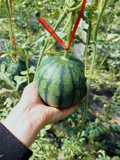 人类极限吃瓜,揭秘极限吃瓜的疯狂世界