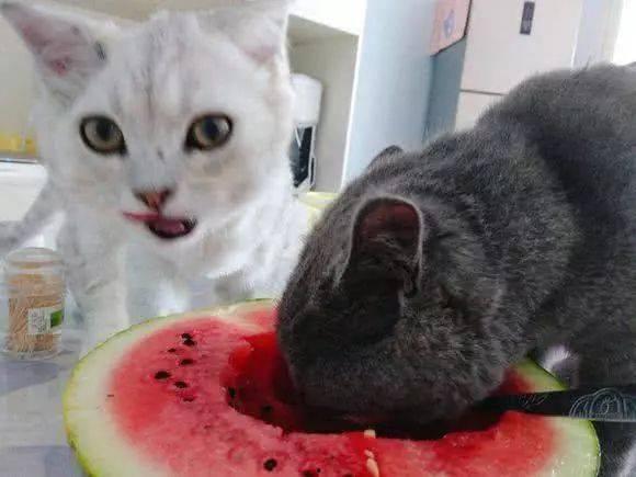 猫吃女生瓜,趣味横生一幕上演