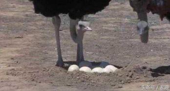 小鸵鸟吃角瓜,小鸵鸟的角瓜美食之旅