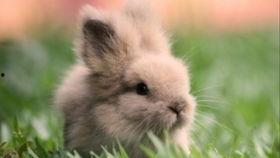 吃瓜吃兔兔,探寻吃瓜吃兔兔的趣味生活