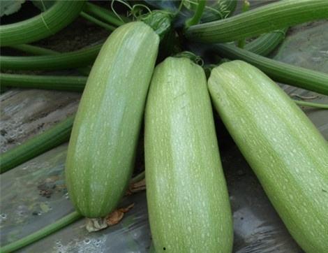 山 西吃瓜,探寻地道吃瓜文化