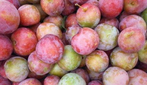 吃瓜李子的视频