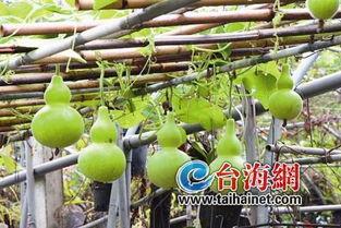 幼儿可以吃葫芦瓜吗,幼儿适宜的辅食选择