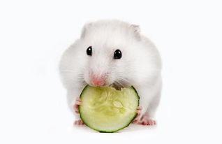仓鼠吃毛瓜吗,揭秘仓鼠是否喜爱吃毛瓜