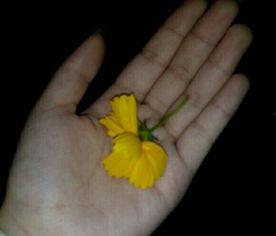 大瓜吃瓜素材视频大全集,揭秘热门视频素材大全集