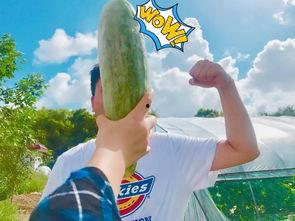 瓜瓜吃瓜阅读导读