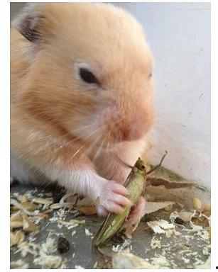 到处吃瓜的小耗子,揭秘娱乐圈幕后故事