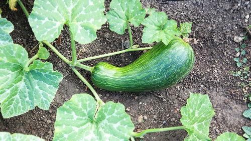 瓠瓜一瓜两吃的功效与禁忌,一瓜两吃，健康生活指南