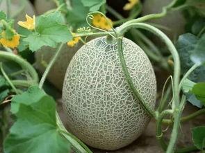 泊头运河桥下吃瓜,夏日吃瓜时光的悠闲画卷