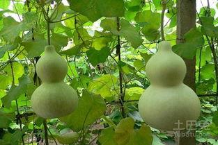 干葫芦瓜可以吃吗,可食用之谜揭秘